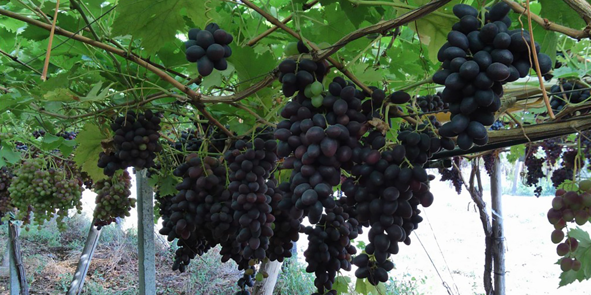 Uva apirena, dalla ricerca Crea arriva Maula